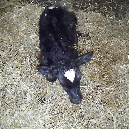 Farm Hostel, And * Slane