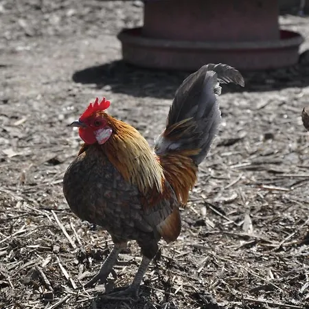 Farm Hostel, And Hostel Slane