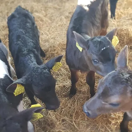 Farm Hostel, And Slane