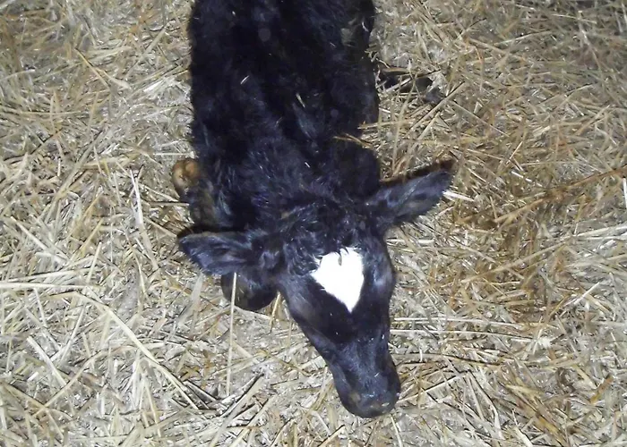 Farm Hostel, And * סליין