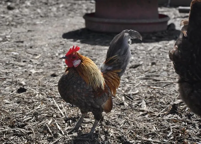 Farm Hostel, And אכסניה סליין