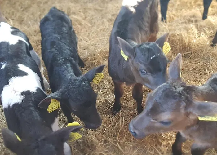 Farm Hostel, And סליין